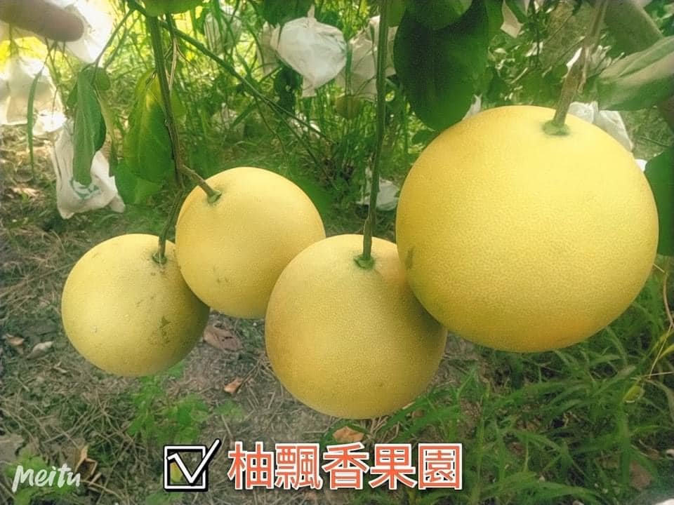 柚飄香果園白柚吊掛實拍