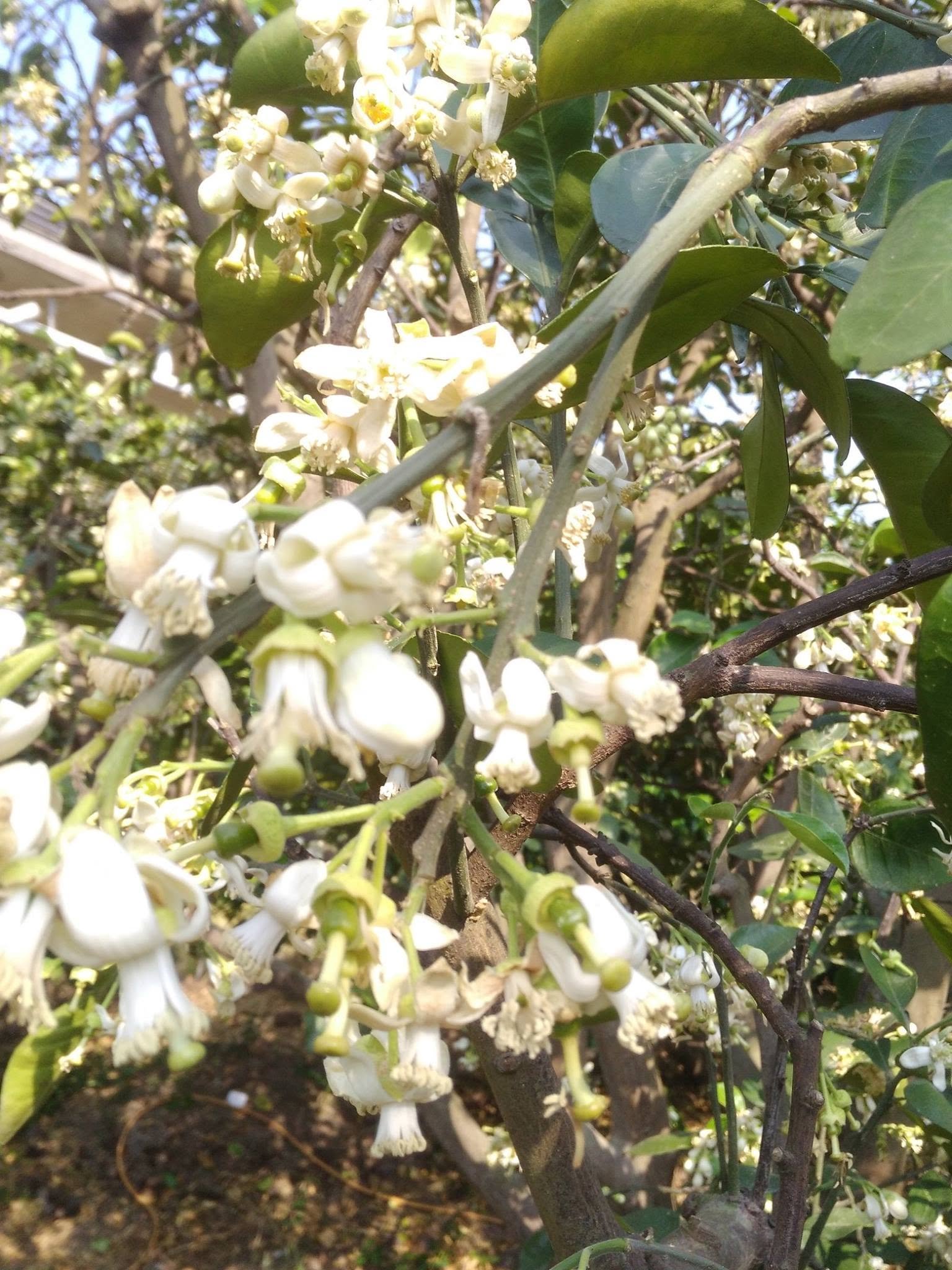 柚飄香果園 開花期
