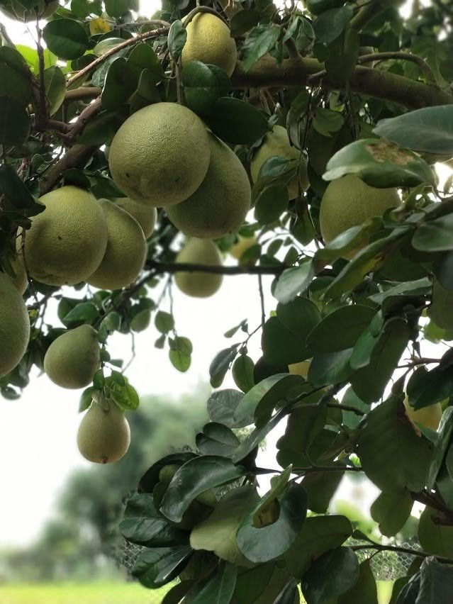 柚飄香果園 掛果期