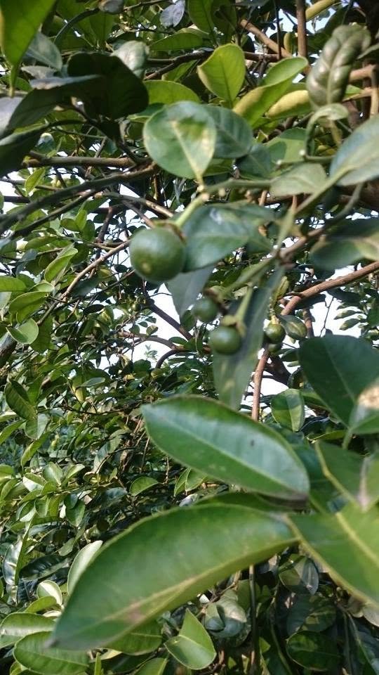 柚飄香果園 幼果期