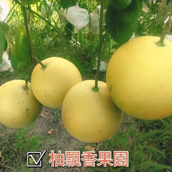 50年老欉麻豆大白柚｜30斤